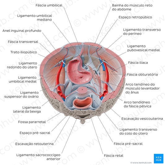 Superior view of the female pelvis: Fascias and ligaments (Portuguese)