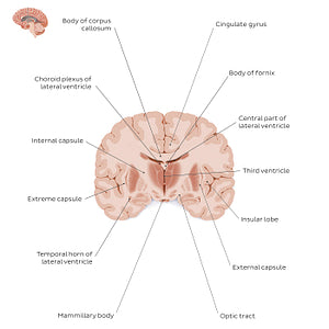 Coronal section of the brain (thalamus level): White matter structures (English)
