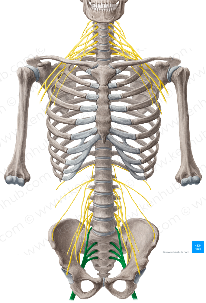 Sacral plexus (#8038)