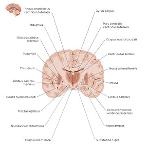 Coronal section of the brain (thalamus level): Gray matter structures (Latin)
