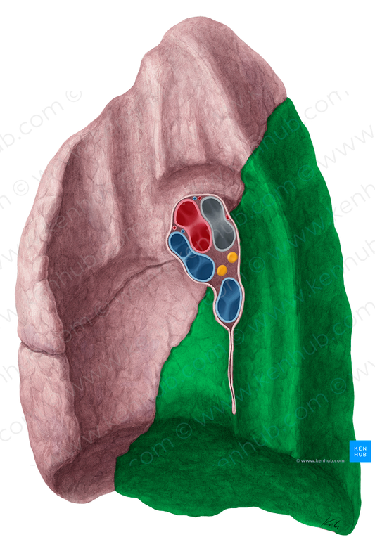 Inferior lobe of right lung (#4819)