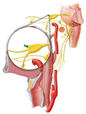 Ophthalmic nerve (#6629)