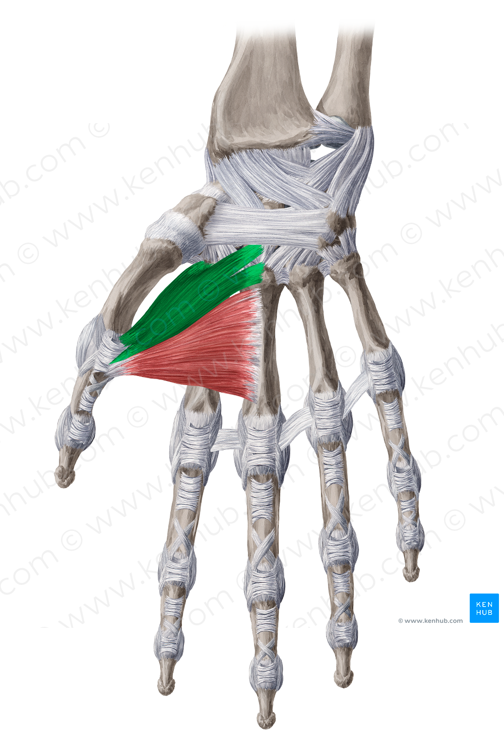 Oblique head of adductor pollicis muscle (#2423)