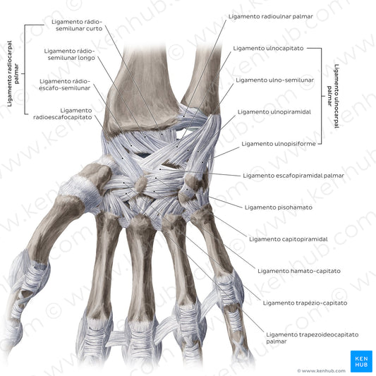 Ligaments of the wrist and hand: Palmar view (Portuguese)