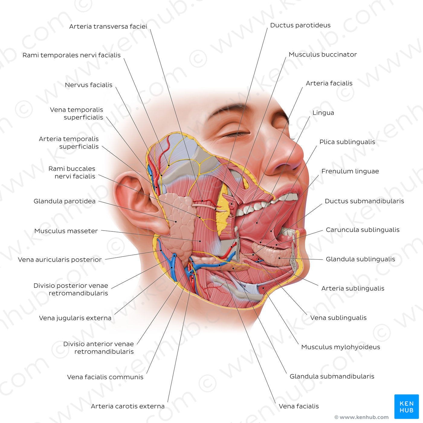 Salivary glands (Latin)