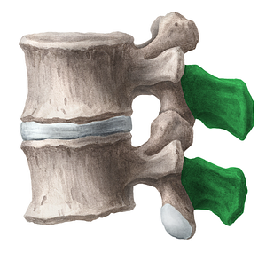 Spinous process of vertebra (#8285)