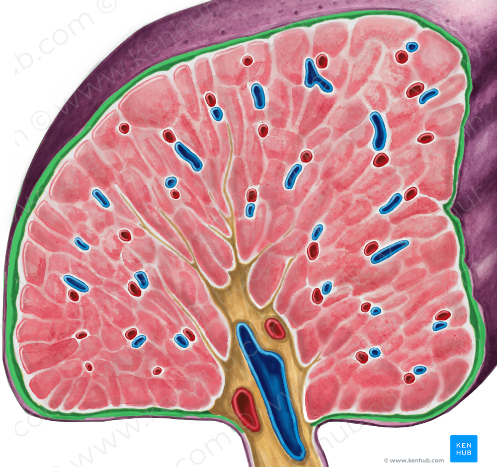 Fibrous capsule of spleen (#2366)