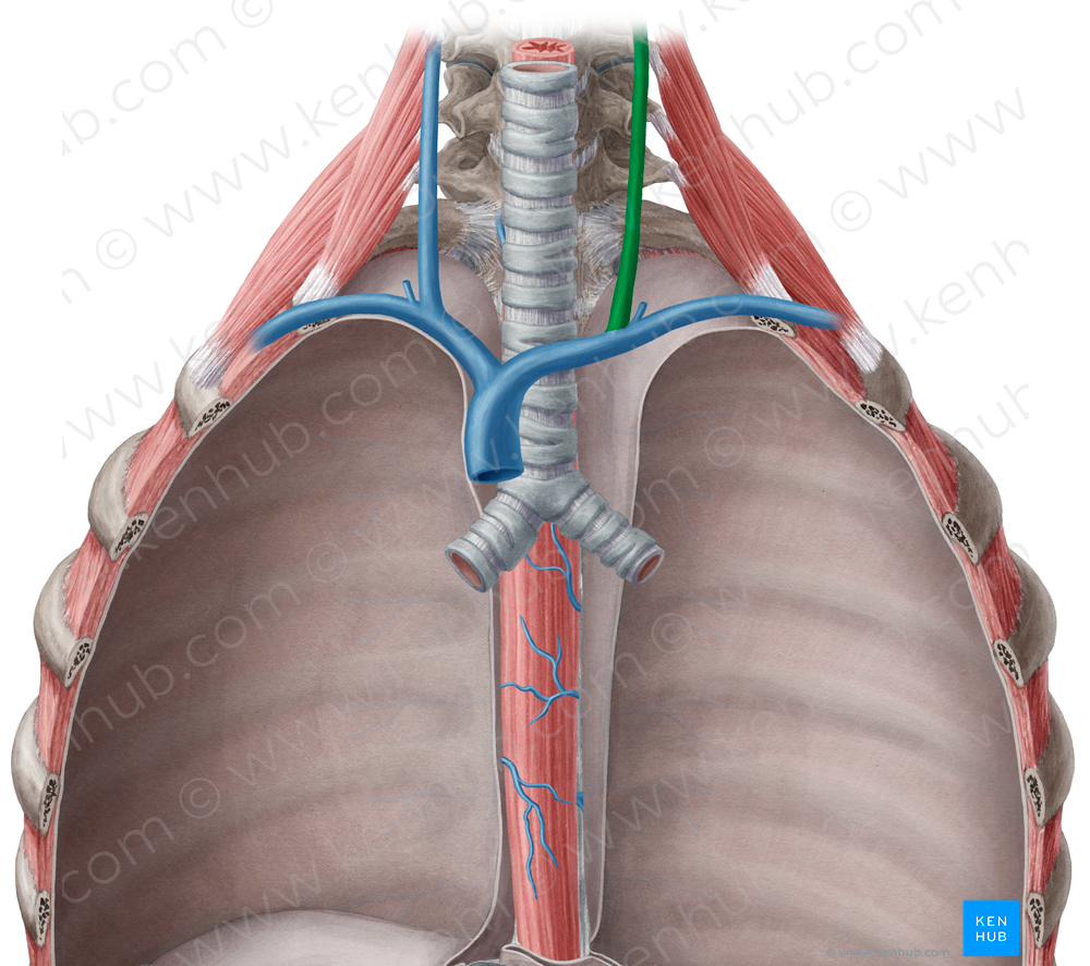 Left internal jugular vein (#10377)