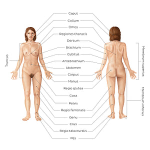 Regions of the body (Latin)