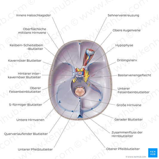 Dural venous sinuses (German)