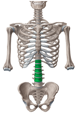 Bodies of vertebrae T12-L4 (#3026)