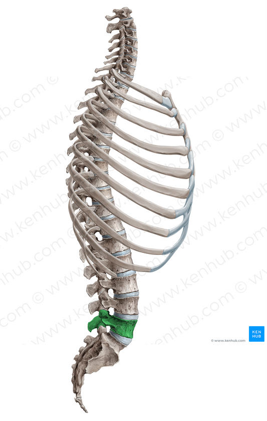 Vertebra L5 (#18087)