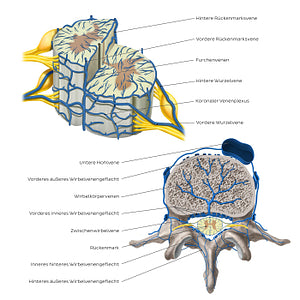 Veins of the spinal cord (German)