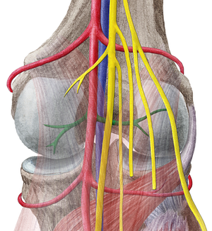 Sural arteries (#1221)