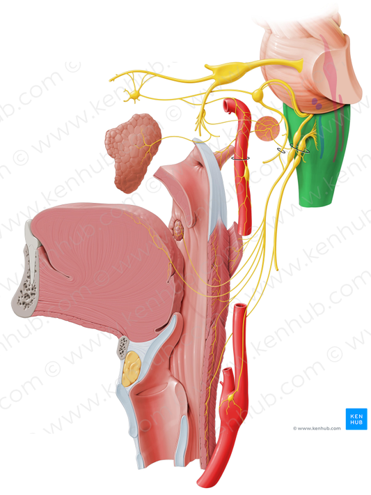 Medulla oblongata (#5001)