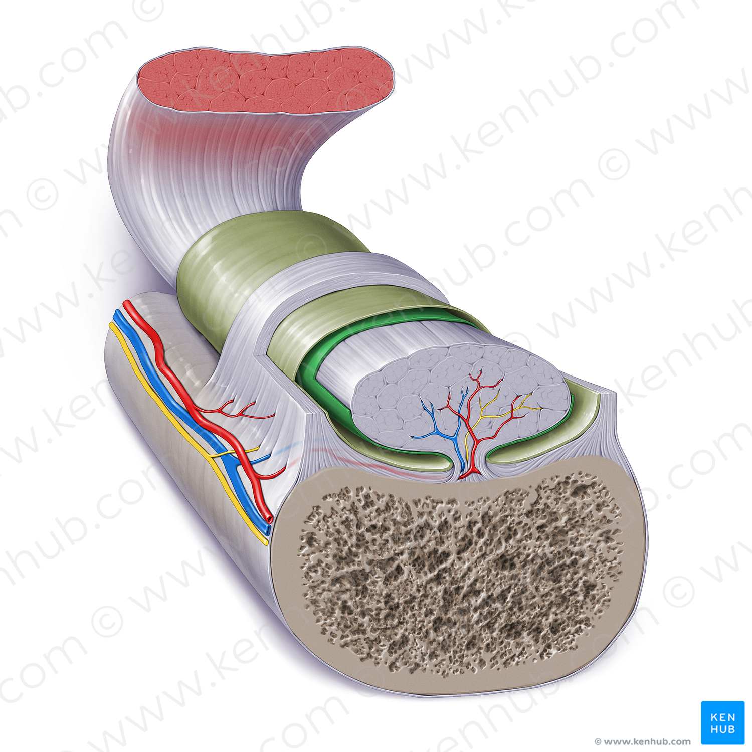 Internal synovial layer of tendon sheath (#17275)