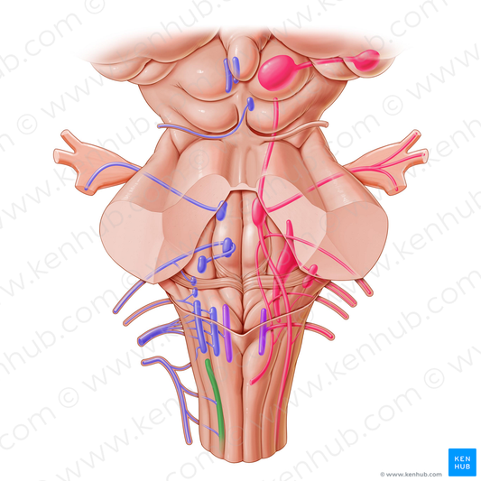 Nucleus of accessory nerve (#7219)