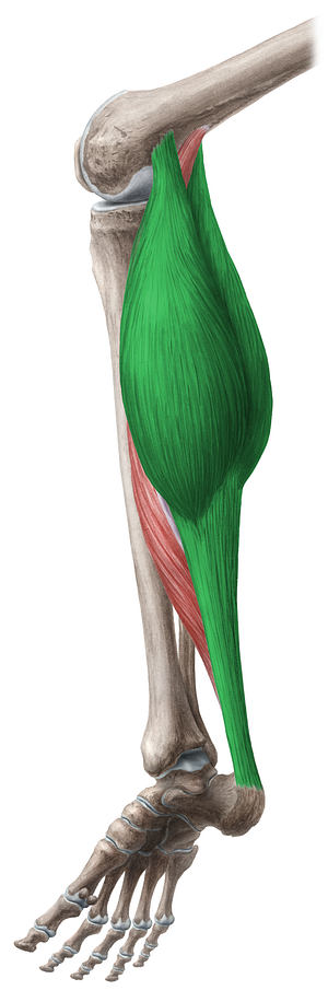 Gastrocnemius muscle (#5393)