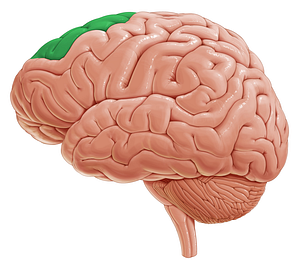 Superior frontal gyrus (#4179)