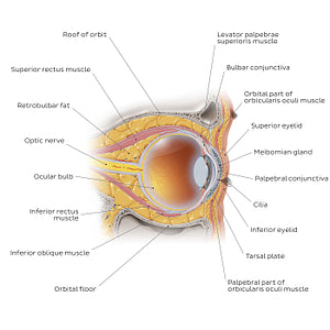 Eye in situ: sagittal section (English)