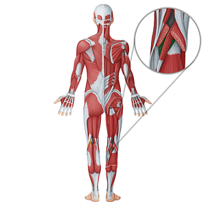 Popliteus muscle (#18723)