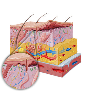 Subpapillary arterial plexus (#19846)