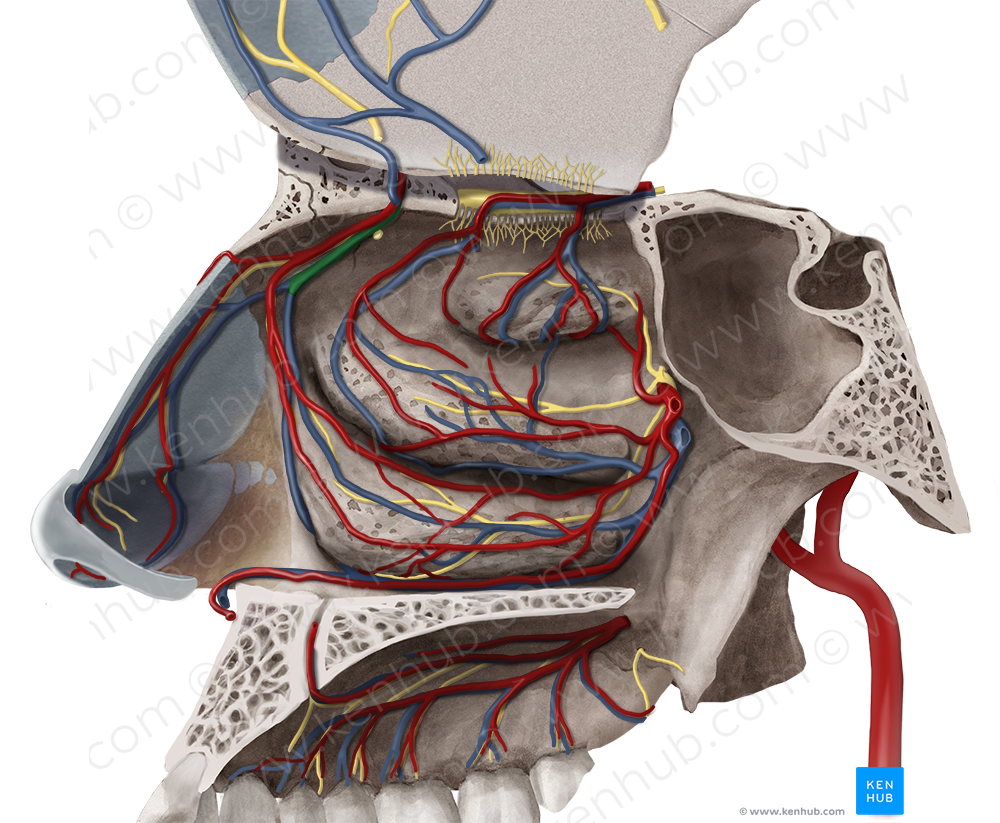 Anterior lateral nasal branches of anterior ethmoidal vein (#8514)