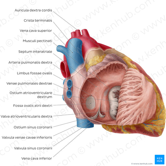 Heart: Right atrium (Latin)