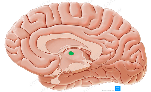 Interthalamic adhesion (#593)