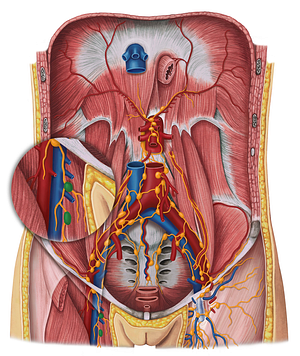 Deep inguinal lymph nodes (#7031)