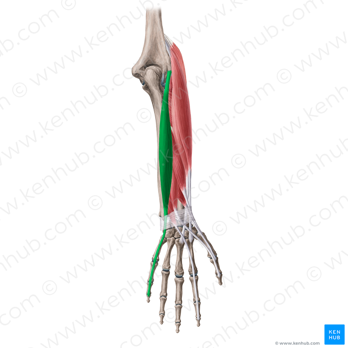 Extensor digiti minimi muscle (#20070)