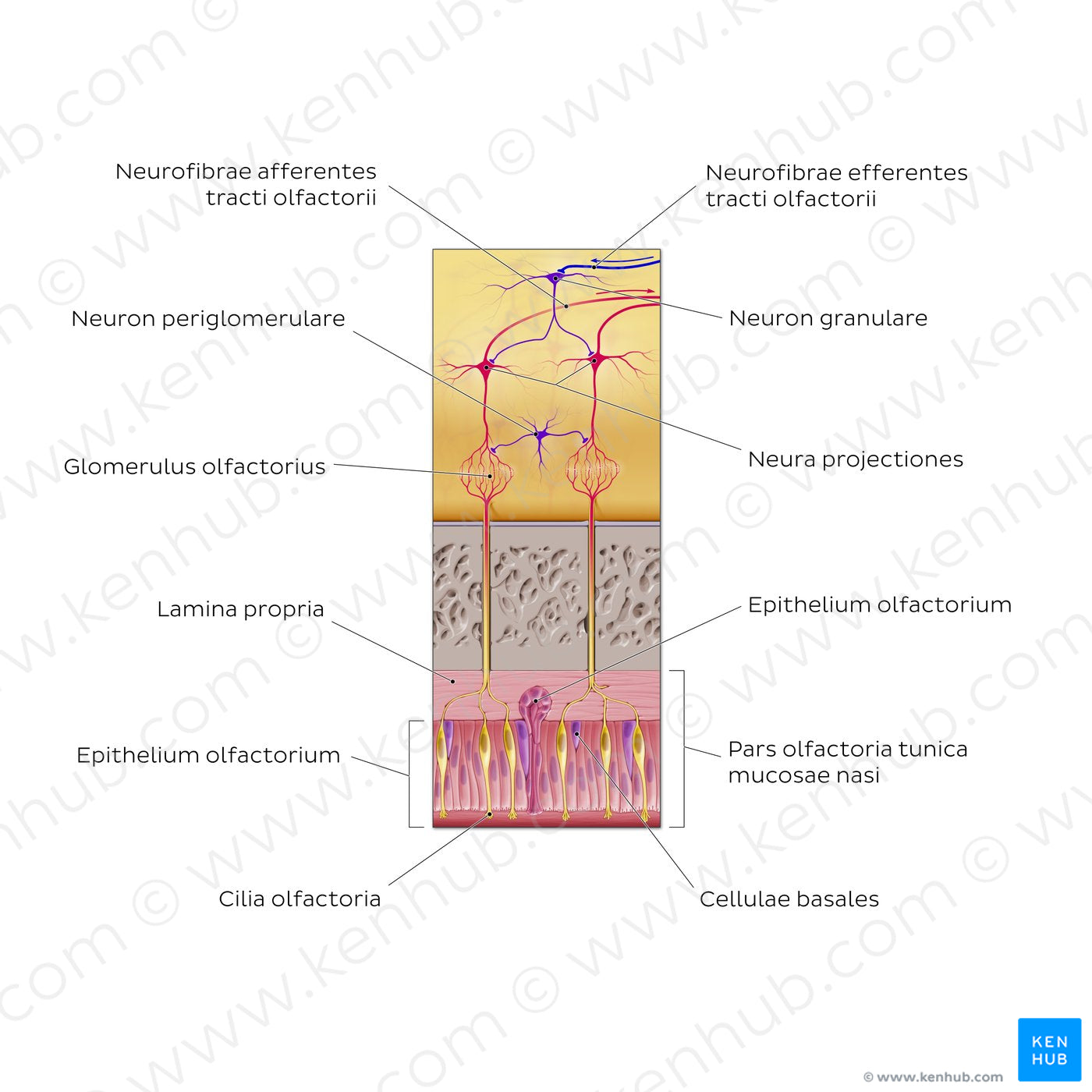 Olfactory nerve (olfactory organ and bulb) (Latin)