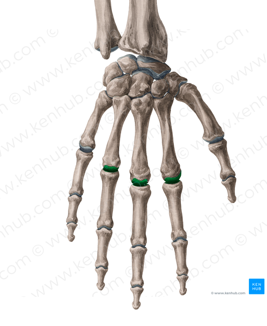 2nd-4th metacarpophalangeal joints (#18599)