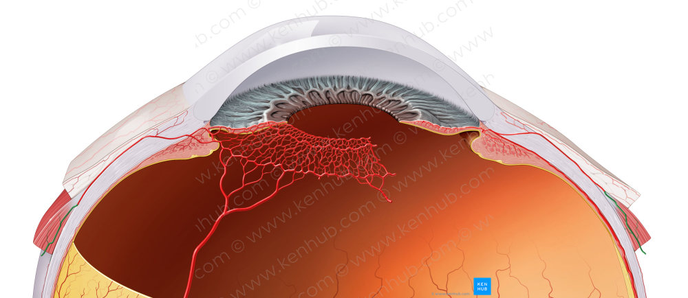 Muscular branches of ophthalmic artery (#8511)