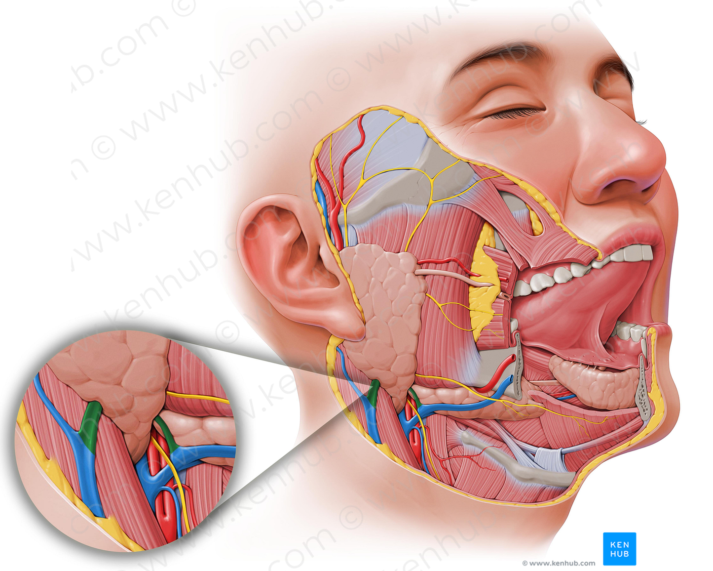 Anterior and posterior divisions of retromandibular vein (#17)