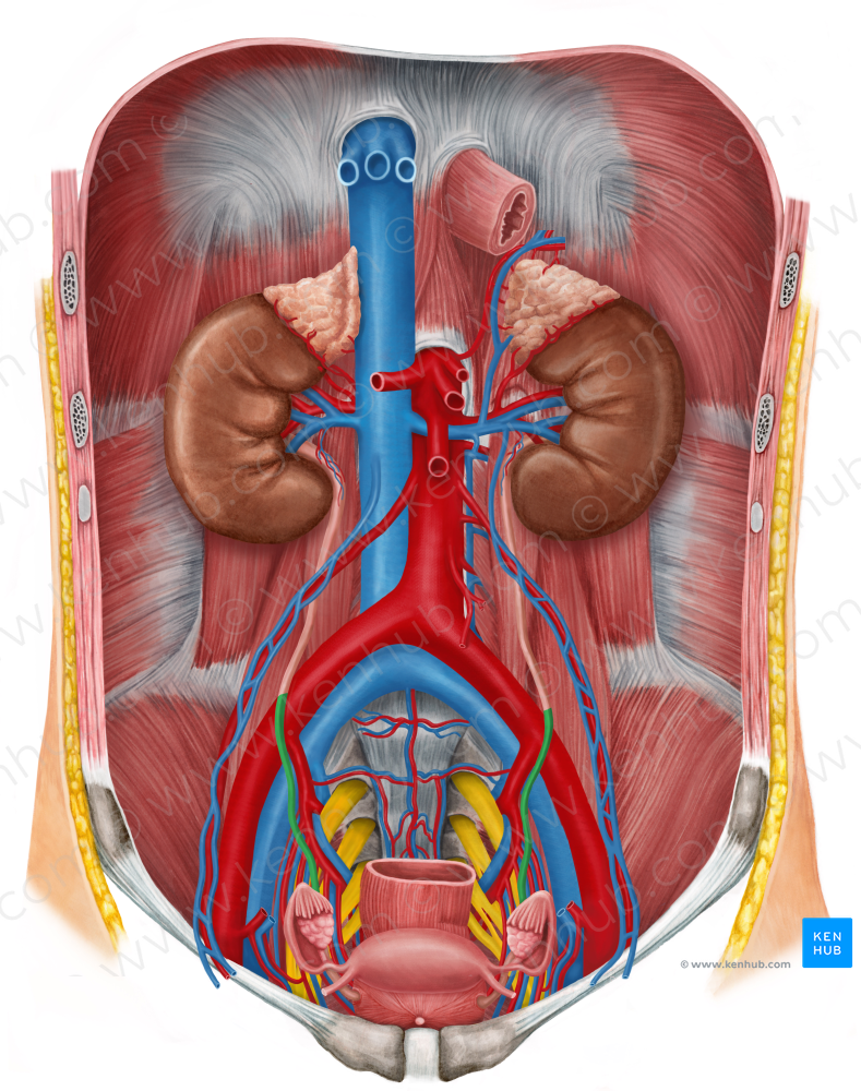 Pelvic part of ureter (#7755)
