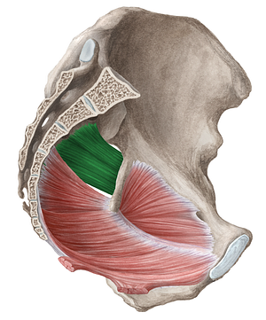 Piriformis muscle (#5762)