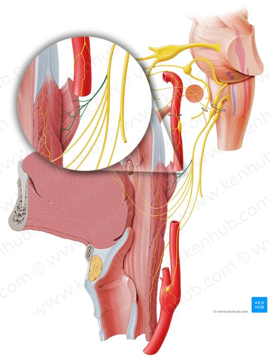 Stylopharyngeal branch of glossopharyngeal nerve (#8534)