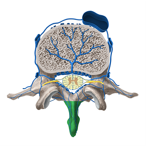 Spinous process of vertebra (#8287)
