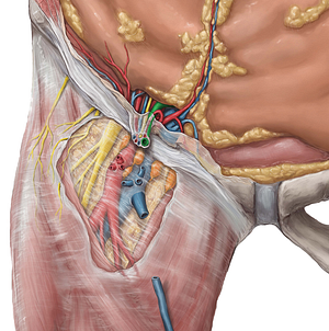 Ductus deferens (#9934)