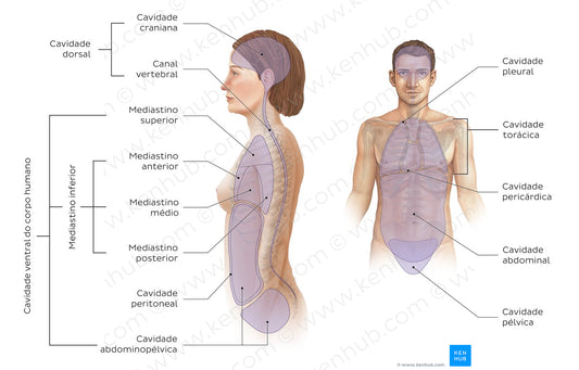 Cavities of the body (Portuguese)