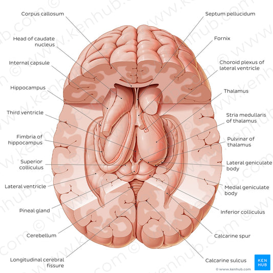 Thalamus (English)