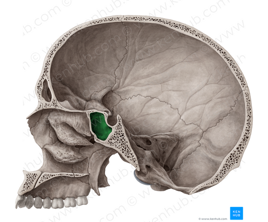 Sphenoidal sinus (#9059)