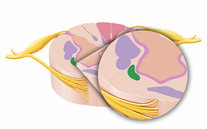 Lateral reticulospinal tract (#12054)