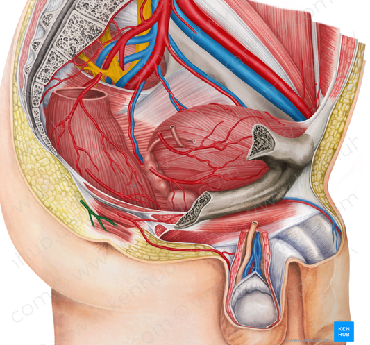 Right inferior anorectal artery (#1718)