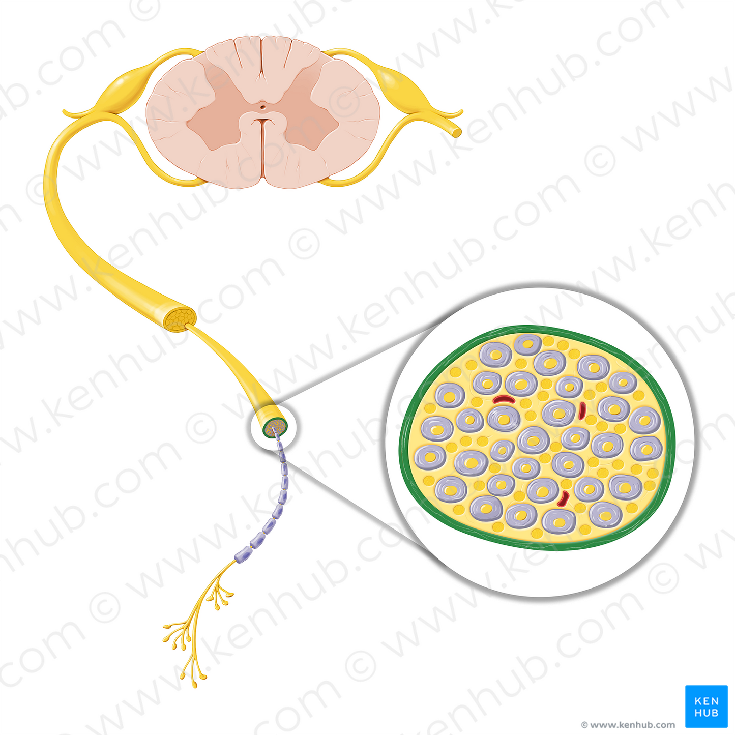 Perineurium (#20766)