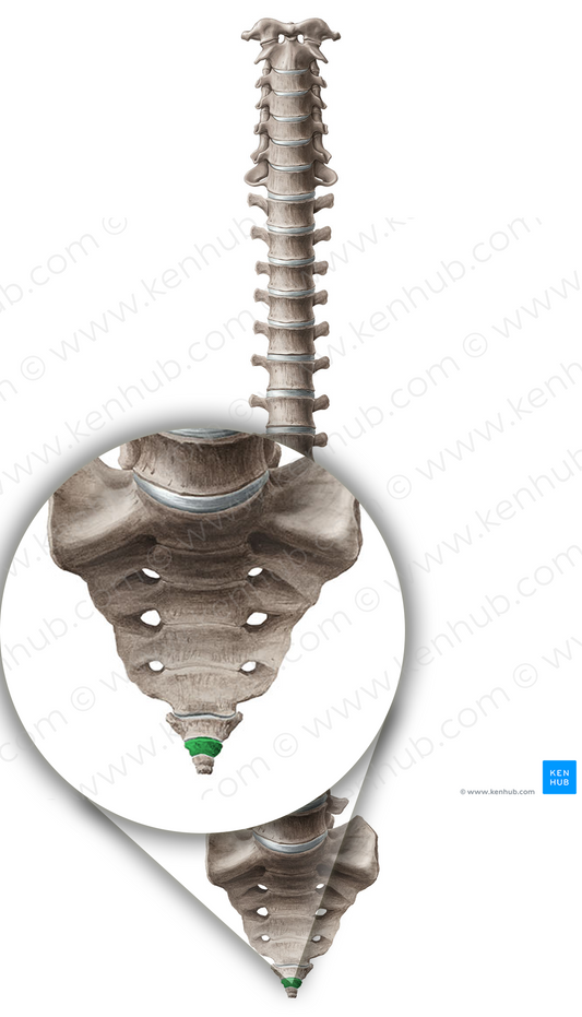 Vertebra Co2 (#12572)