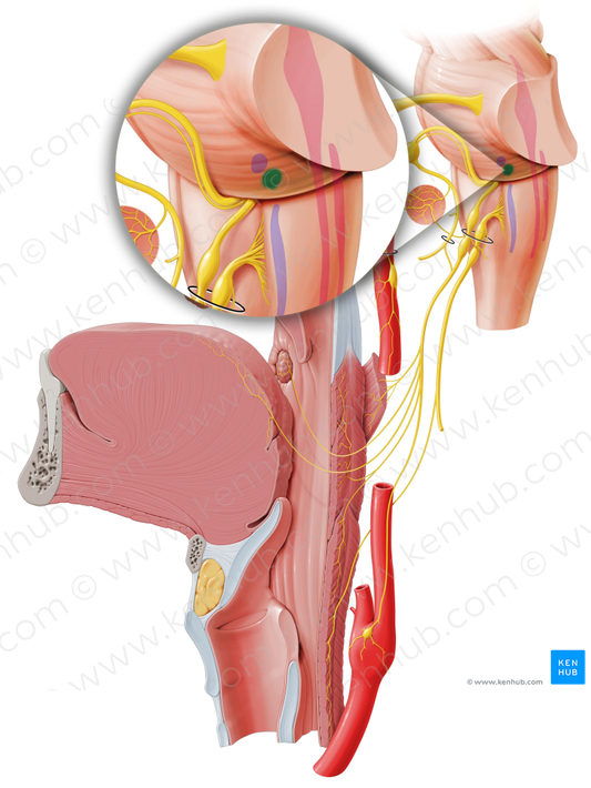 Inferior salivatory nucleus (#7254)