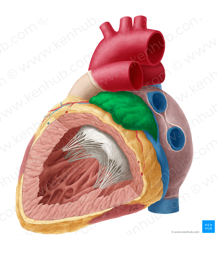 Left auricle of heart (#2129)