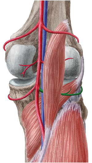 Inferior lateral genicular artery (#1441)